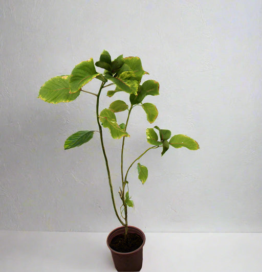 Acalypha wilkesiana 20-25cm image 0