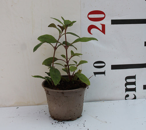 Alternanthera amoena (Red) image 0