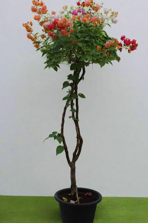 Bougainvillea Umbrella Shape 100cm Ht, 30cm Dia image 1