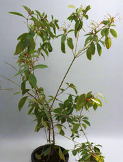 Hamelia patens image 5
