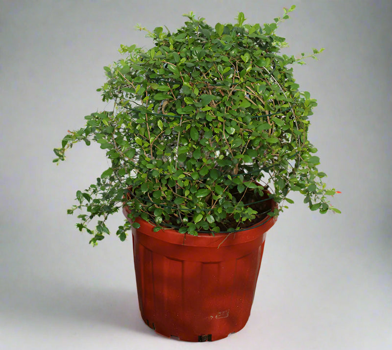 Ehretia microphylla ( Ball ) image 2