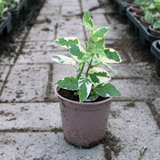 Asystasia gangatica image 2