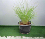 Pennisetum setaceum image 0