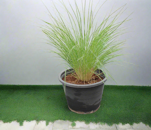 Pennisetum setaceum image 0
