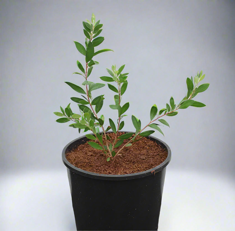 Myrtus communis image 2