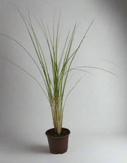 Muhlenbergia Cappilaris image 0