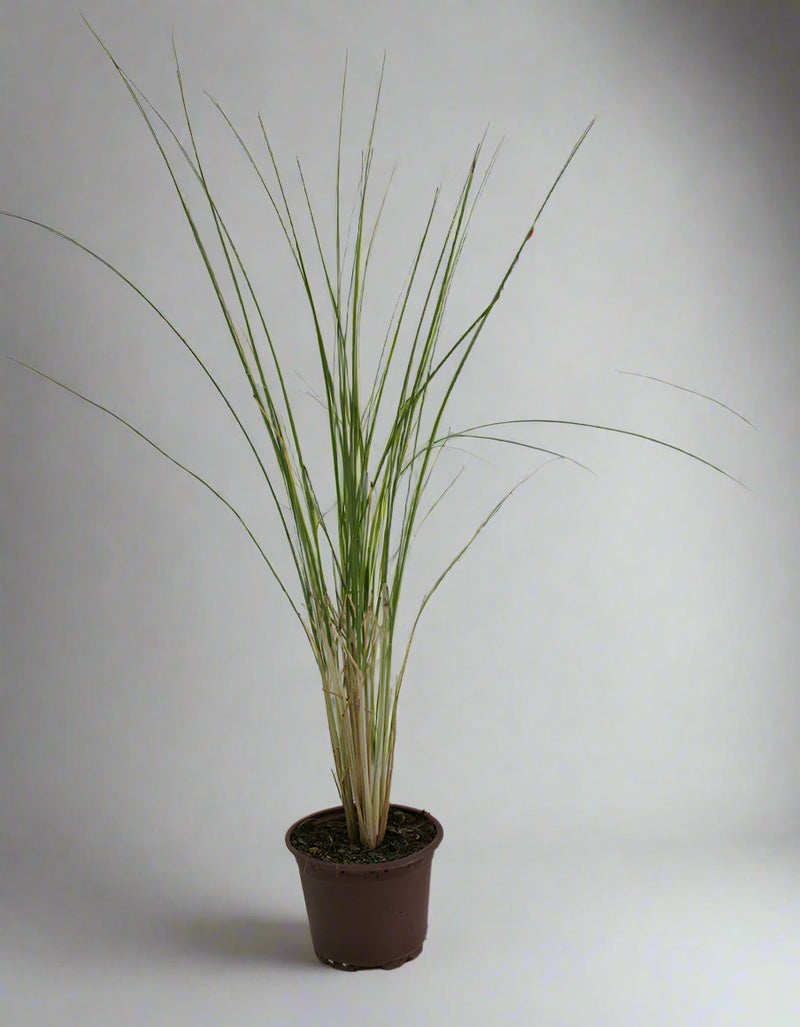 Muhlenbergia Cappilaris image 0