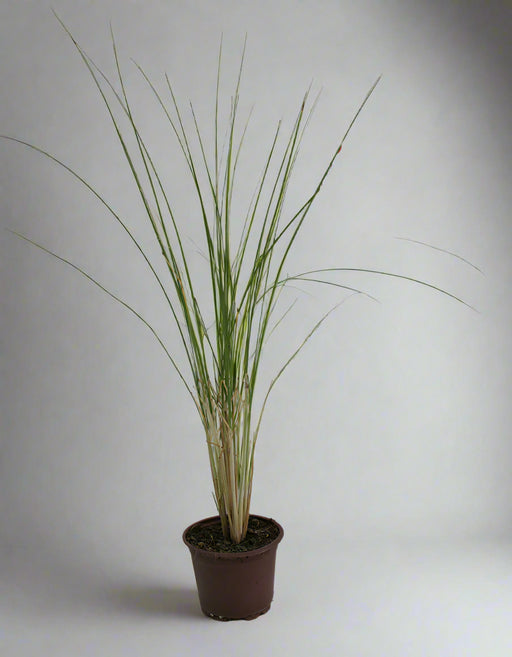 Muhlenbergia Cappilaris image 0