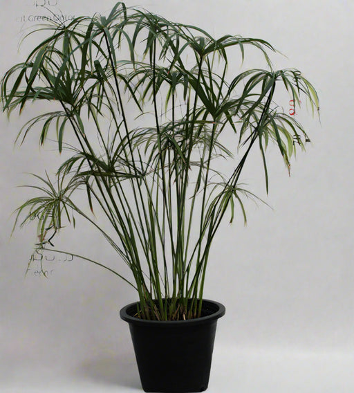 Cyperus Alternifolius image 0