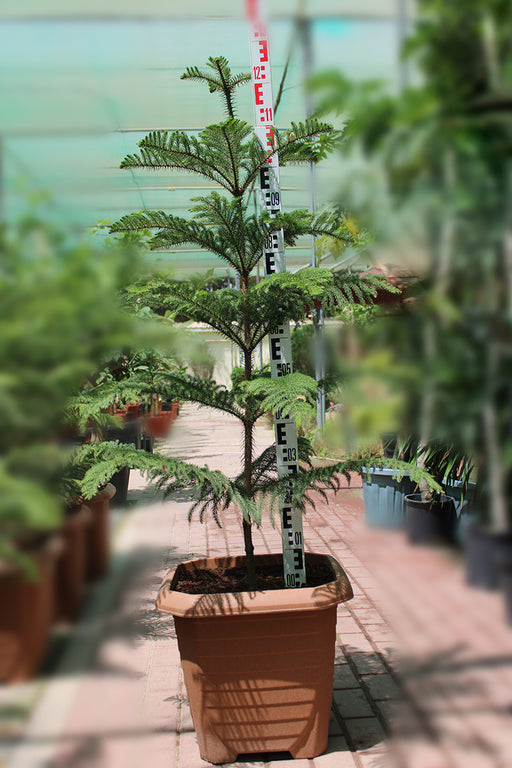 Araucaria cunninghamii 1m image 0