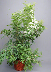 Murraya paniculata image 0