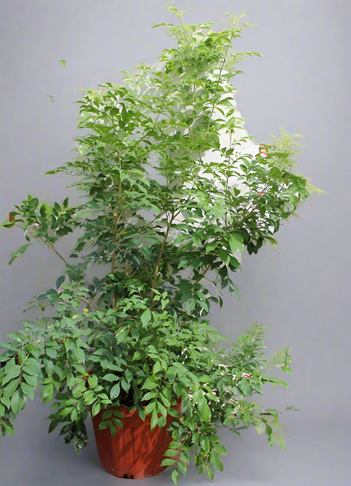 Murraya paniculata image 0