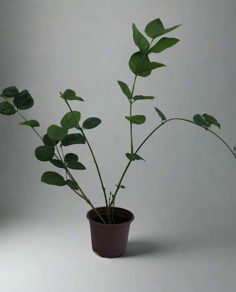 Jasminum sambac " Motia " 30-35cm image 1