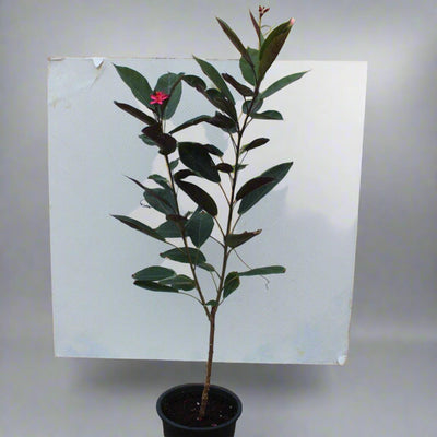 Jatropha pandurifolia image 0
