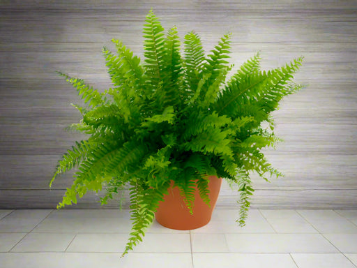 Nephrolepis (Sword Fern)