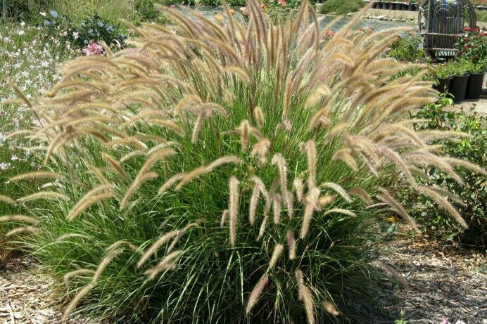 Pennisetum setaceum 40-50cm Ht & Bushy in 6Ltr Pot