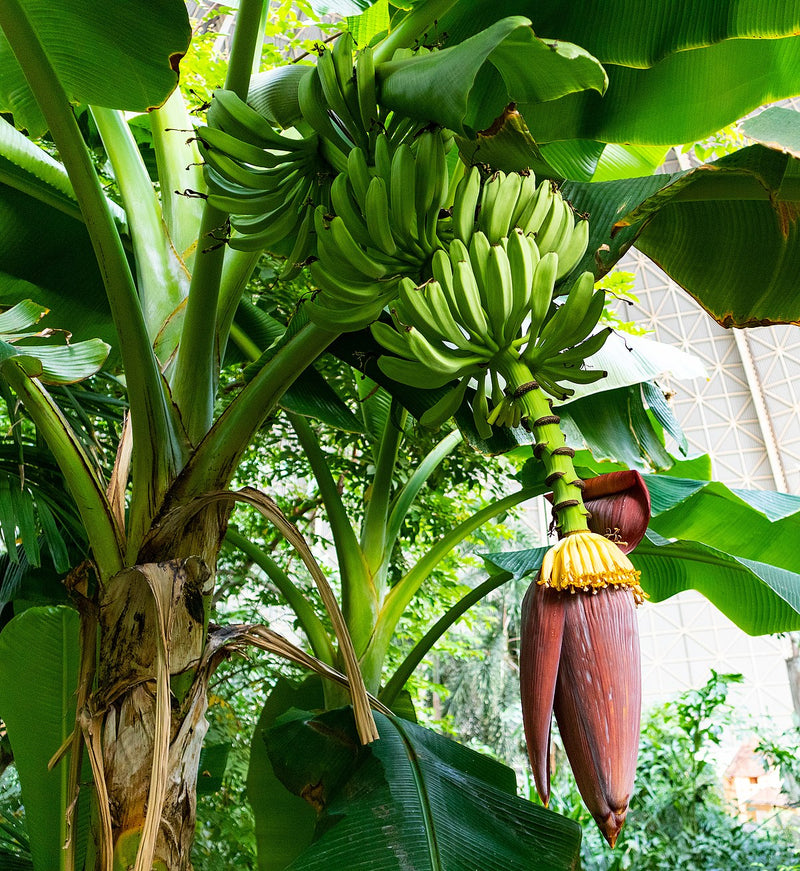 Musa paradisiaca " Banana" ( 80 - 100cm Ht in 10Ltr Pot )
