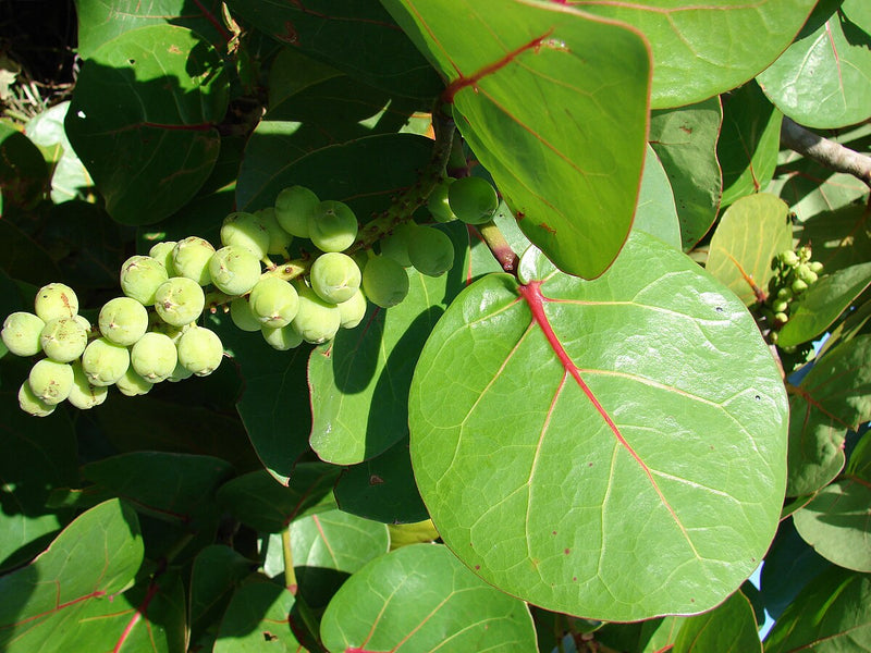 Coccoloba uvifera ( 1.5 - 2.0m Height )