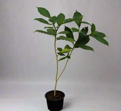 Tabernaemontana S.Flower image 0