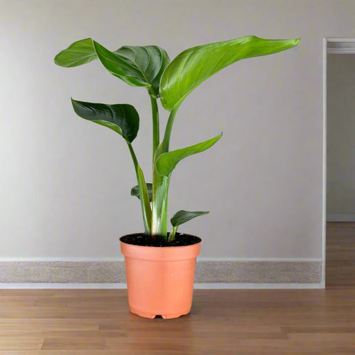 Strelitzia reginae (Bird of Paradise)