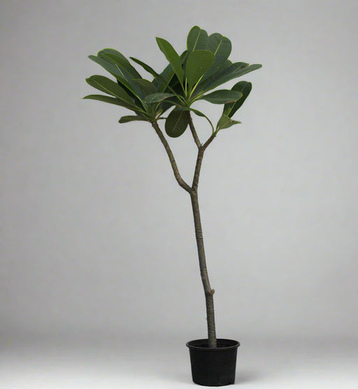 Plumeria obtusa 70cm-80c Ht image 0