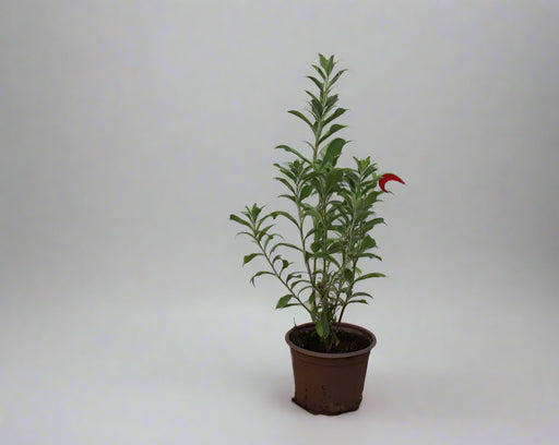 Leucophyllum frutescens image 0