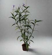 Ruellia ciliosa "Mix" image 0