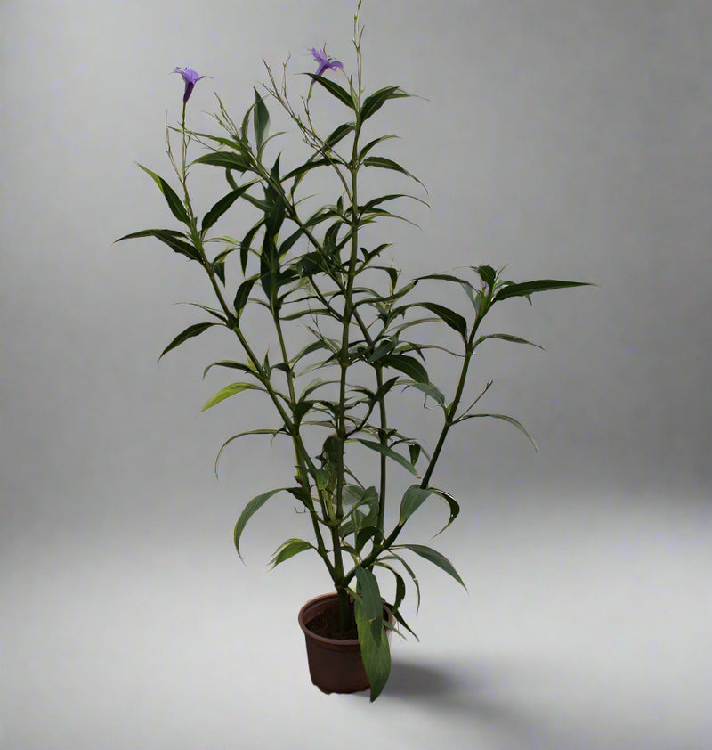 Ruellia ciliosa "Mix" image 0