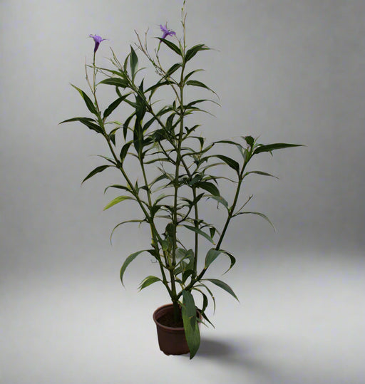 Ruellia ciliosa "Mix" image 0