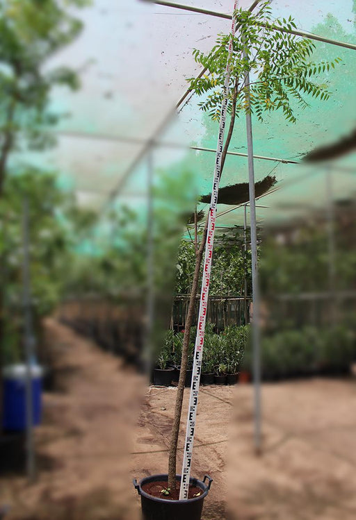 Azadirachta indica " Neem " image 0