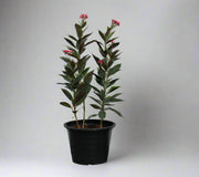 Jatropha pandurifolia image 2