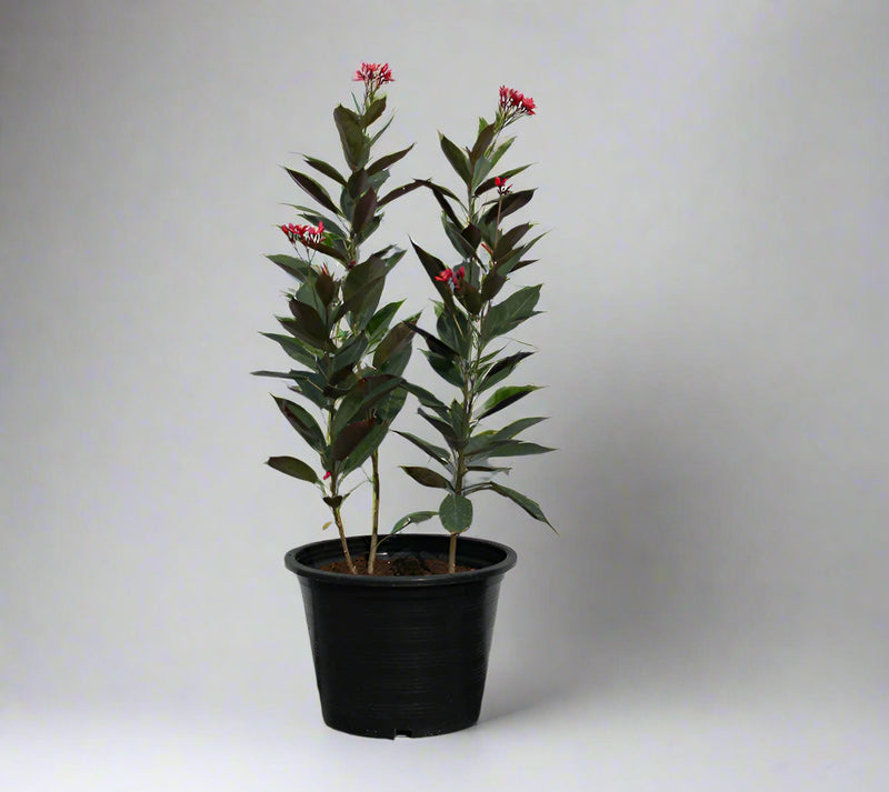 Jatropha pandurifolia image 2