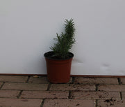 Rosemarinus officinalis image 1