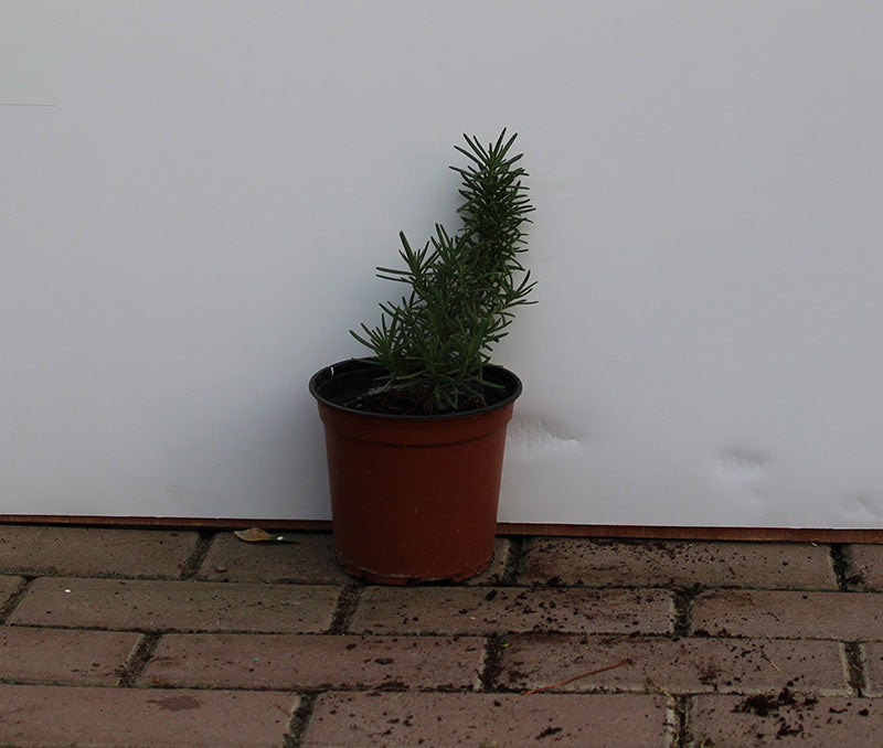 Rosemarinus officinalis image 1