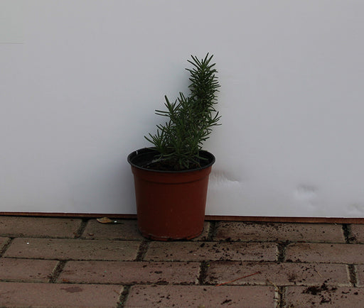 Rosemarinus officinalis image 1