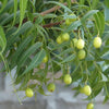 Azadirachta indica " Neem " 4.0-4.5m Ht, 2 m CT, 6-7cm Dia
