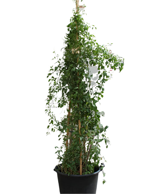 Jasminum grandiflorum image 0