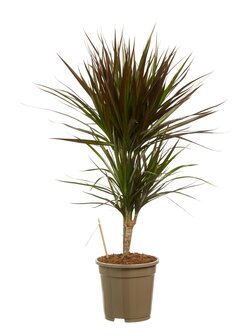 Dracaena marg. 'Magenta' 30-10 3+ head 17CM POT,80CM HT