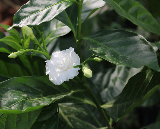 Tabernaemontana D.Flower image 0