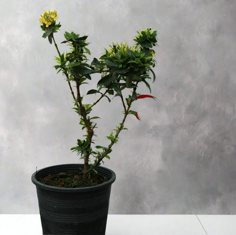 Ixora Chinensis "Red" image 0