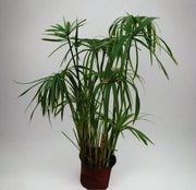 Cyperus alternifolius 40-50cm image 1