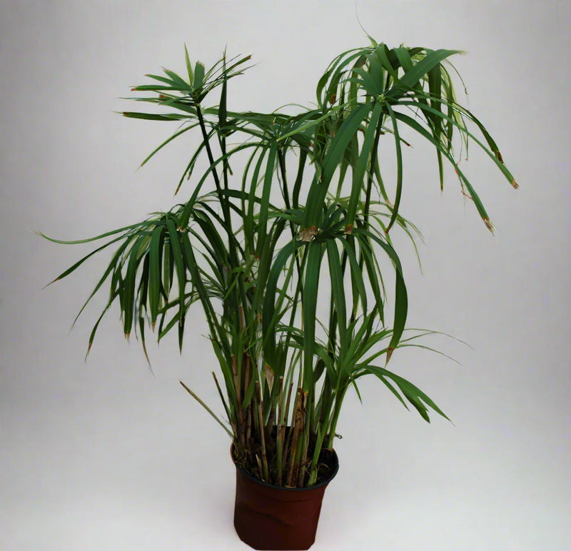 Cyperus alternifolius 40-50cm image 1
