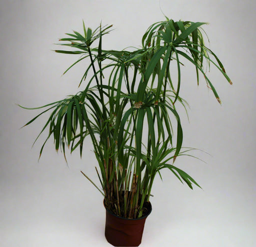 Cyperus alternifolius 40-50cm image 1