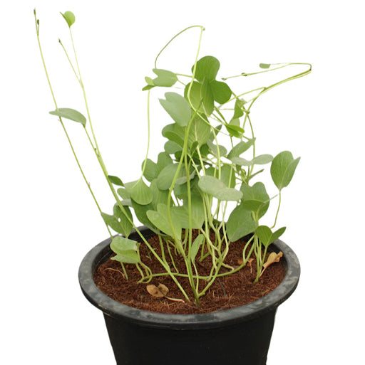 Ipomoea Pes caprae image 0