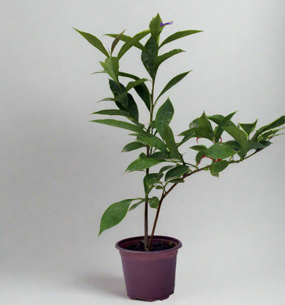 Brunfelsia latifolia image 0