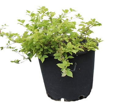 Bougainvillea glabra 'White' image 0