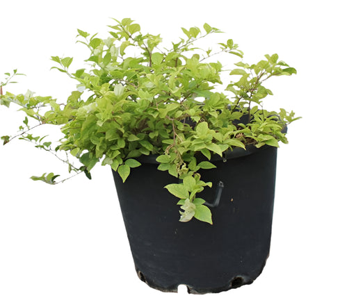 Bougainvillea glabra 'White' image 0