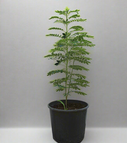 Cassia glauca (1.5 - 1.8m Over All Height ) image 0