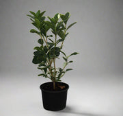 Gardenia Jasmin: "First Love" image 0