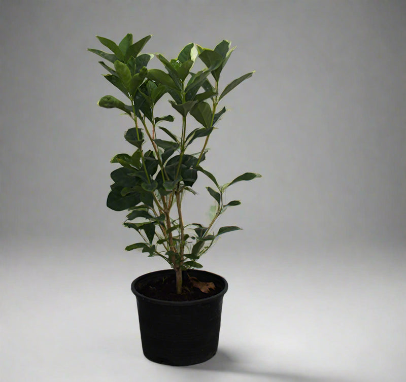 Gardenia Jasmin: "First Love" image 0